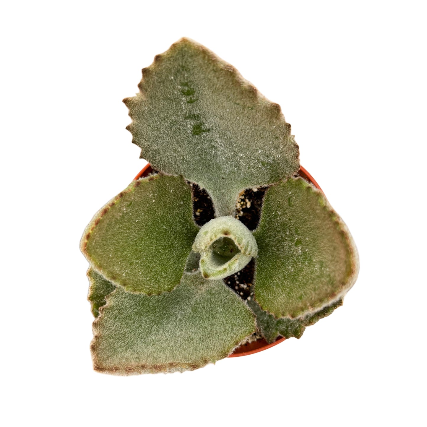 Kalanchoe beharensis 'Fang'
