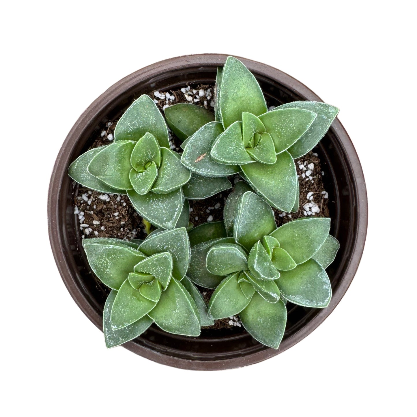 Crassula 'Springtime'