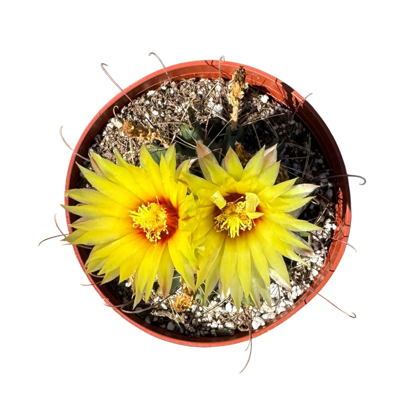 Ferocactus emoryi