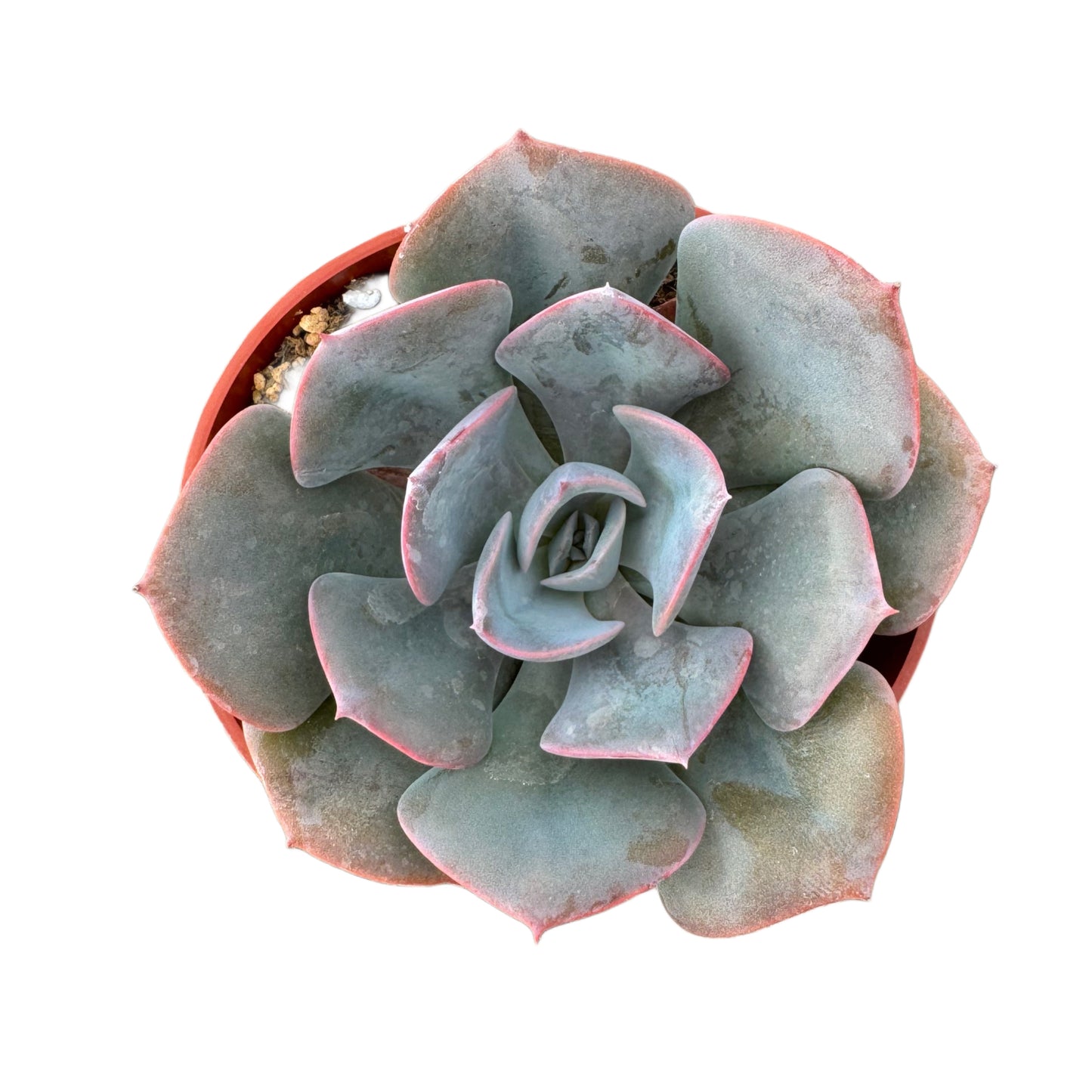Echeveria 'Dusty Rose'
