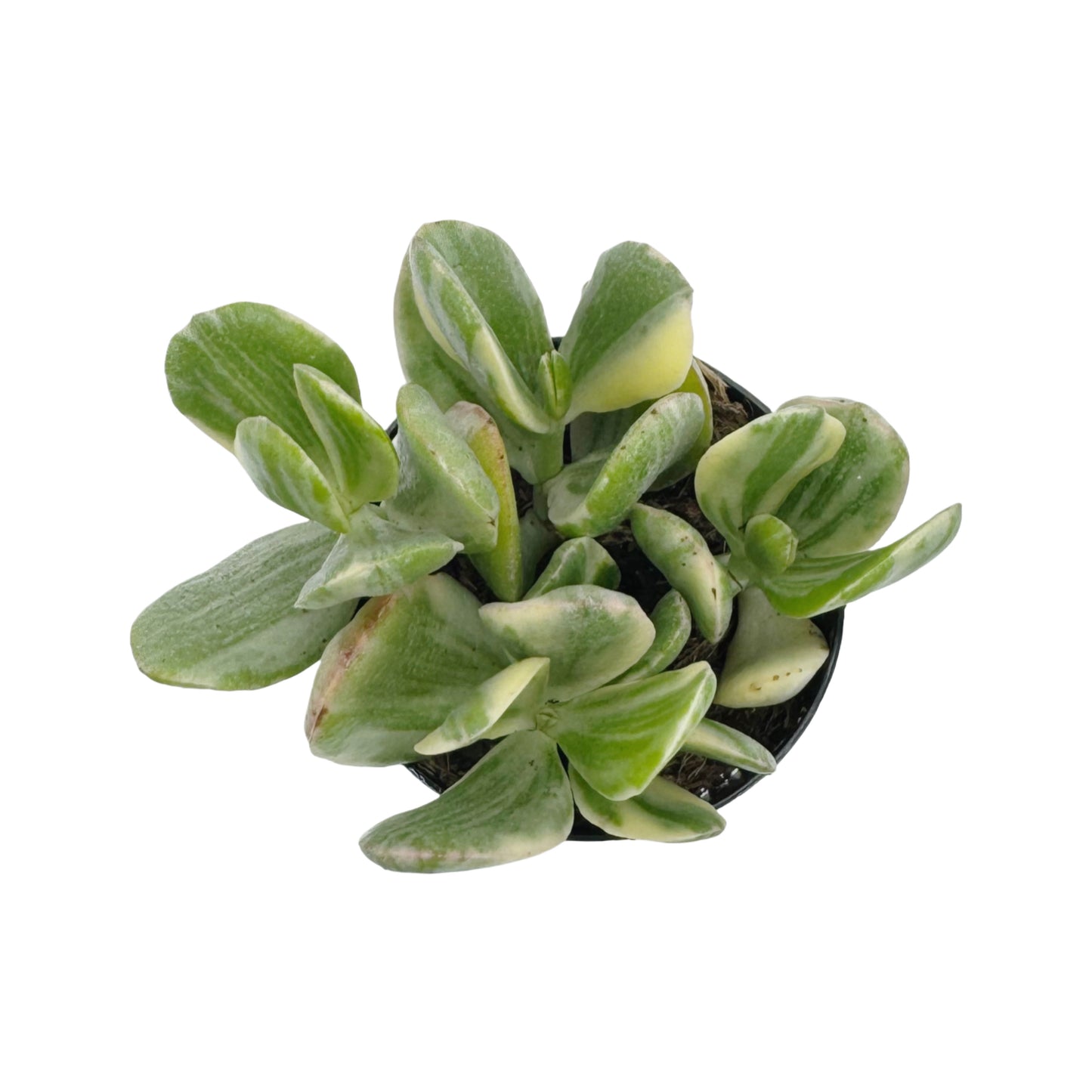 Crassula ovata 'Tricolor'