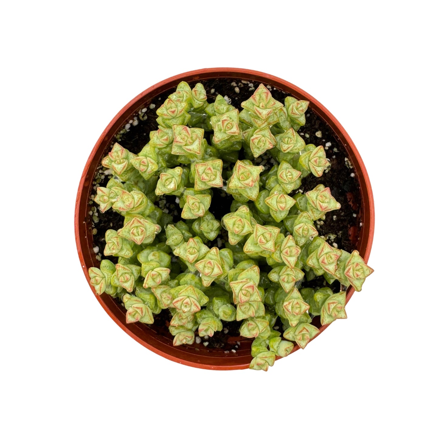 Crassula 'Tom Thumb'
