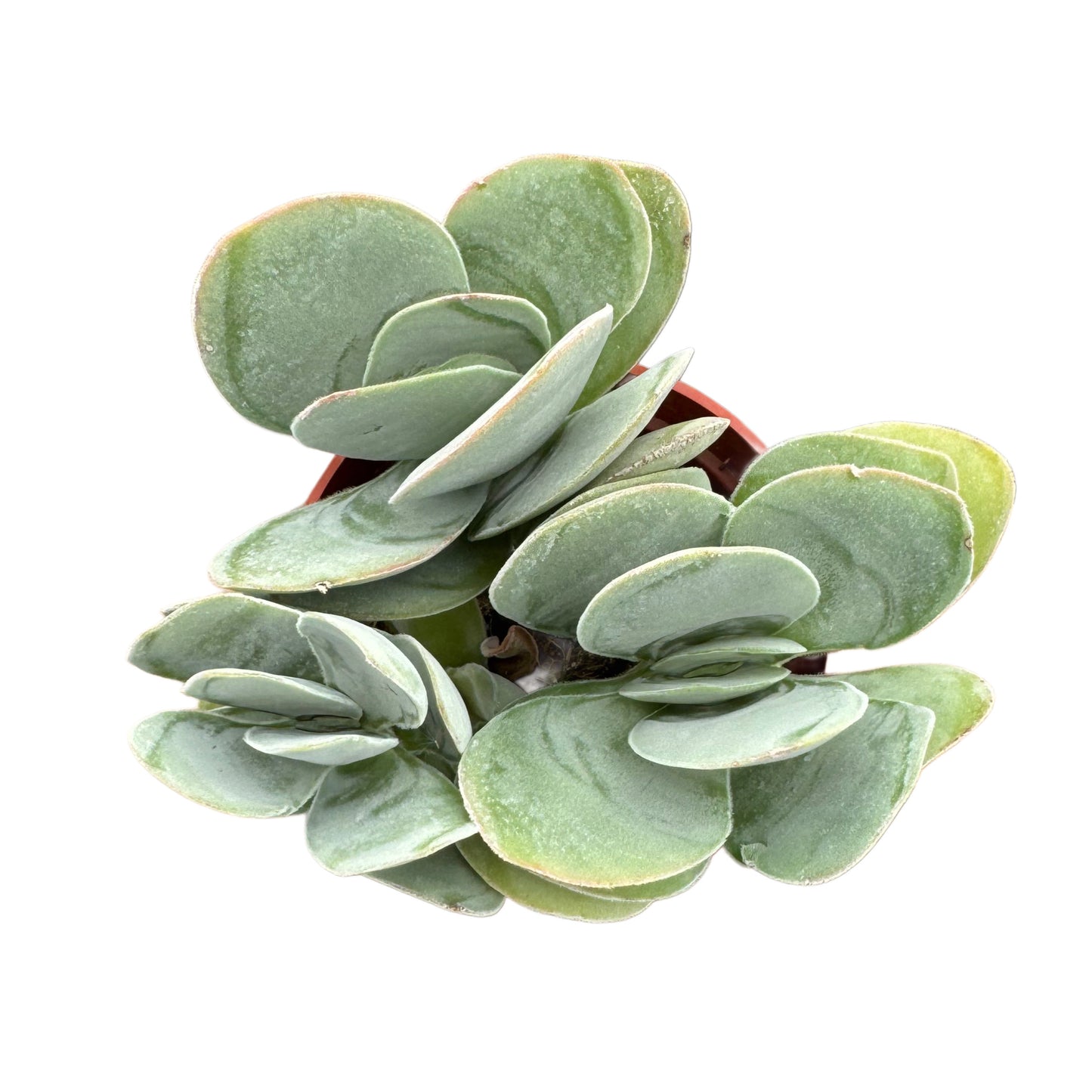 Crassula dubia