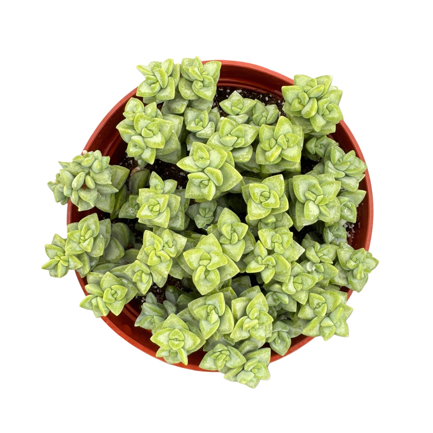 Crassula rupestris