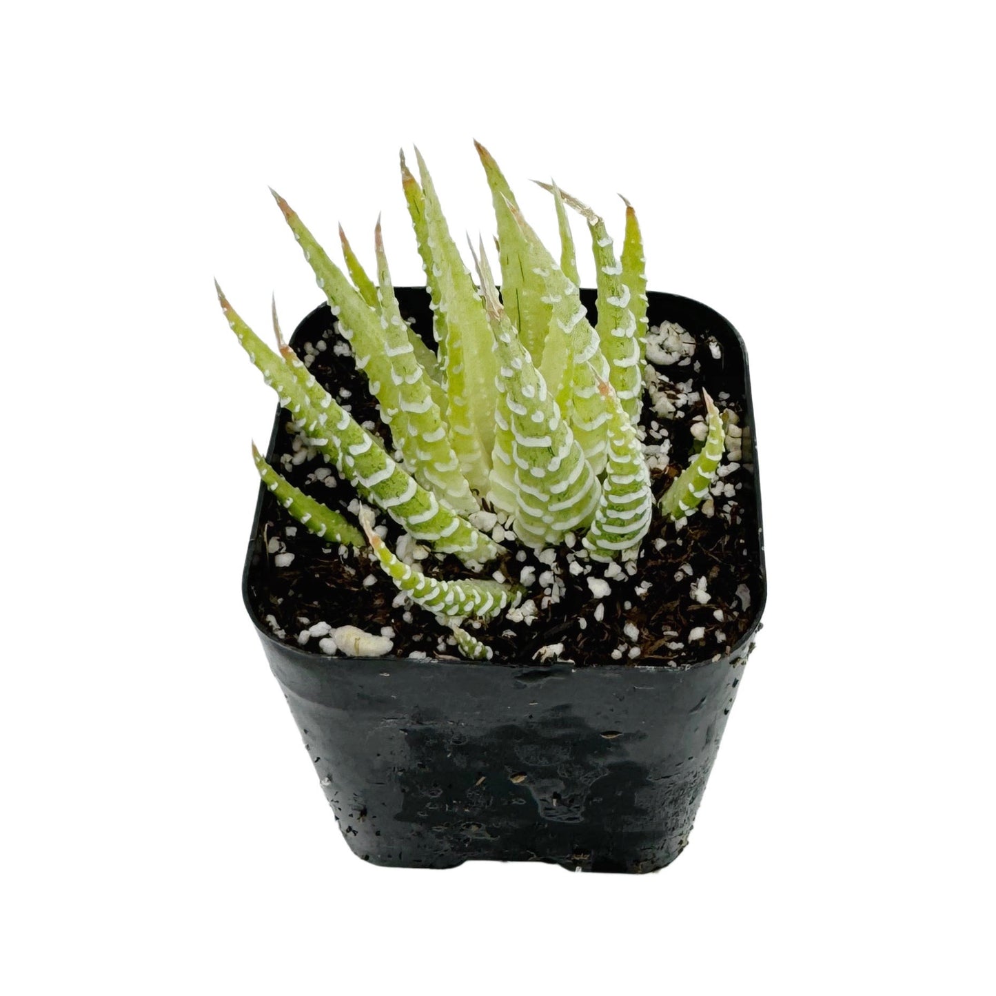 Haworthia fasciata variegata
