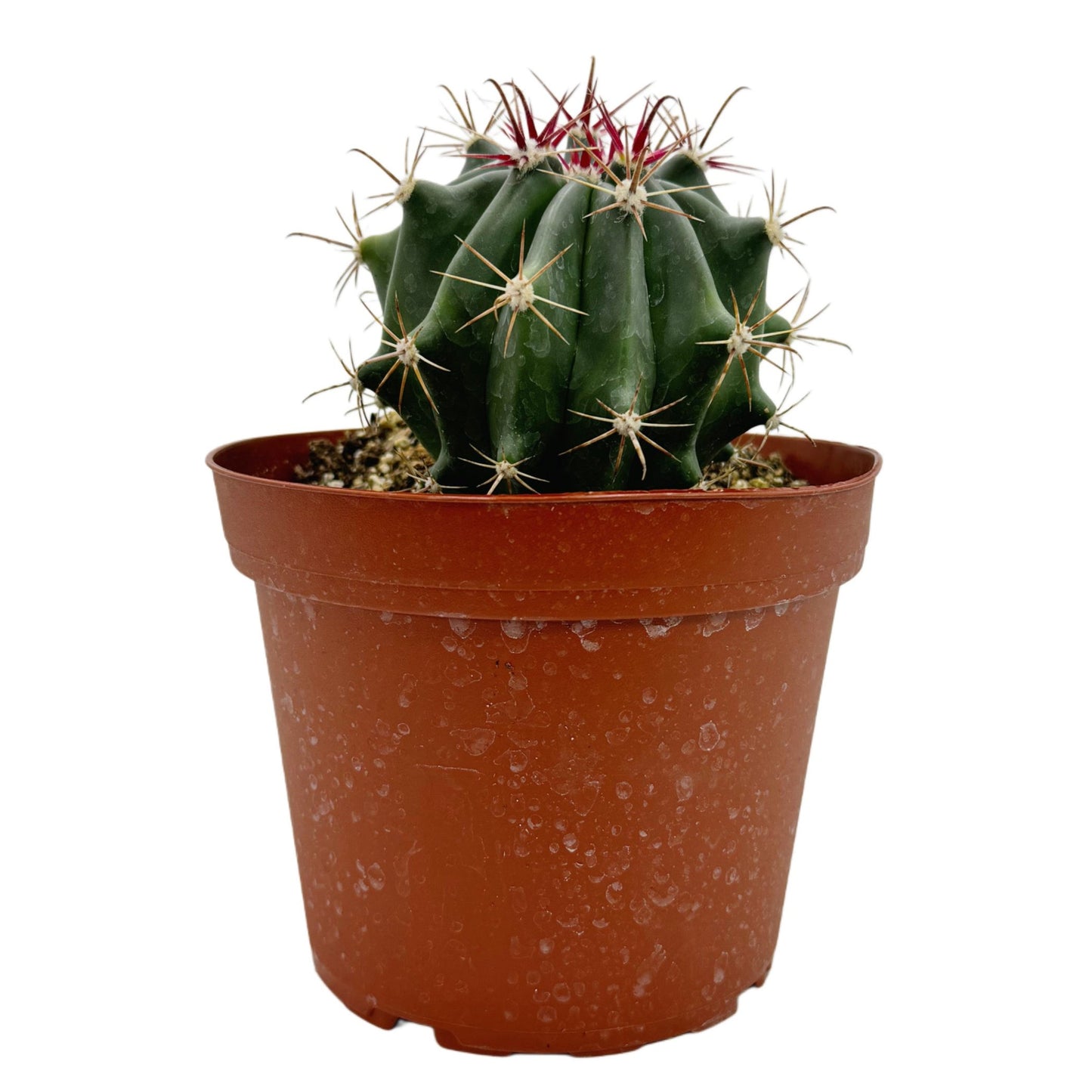 Ferocactus gracilis