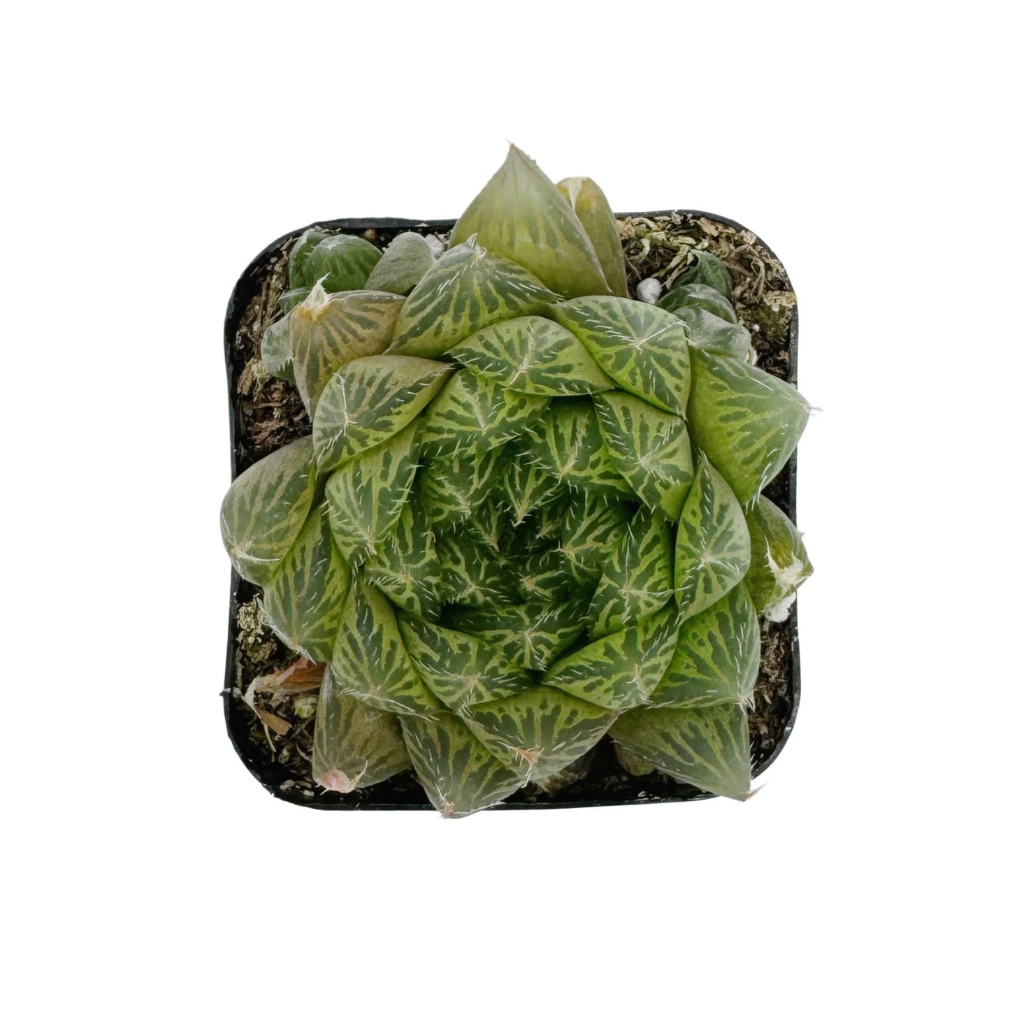 Haworthia cooperi variegata