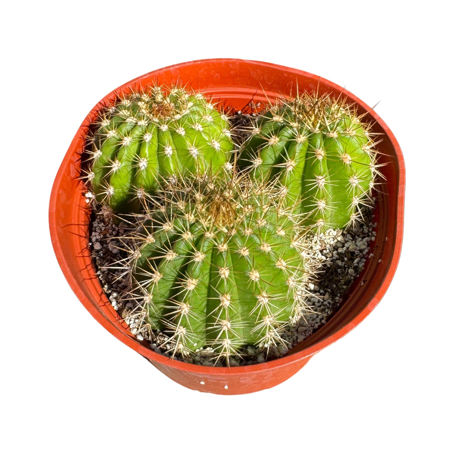 Trichocereus grandifloris