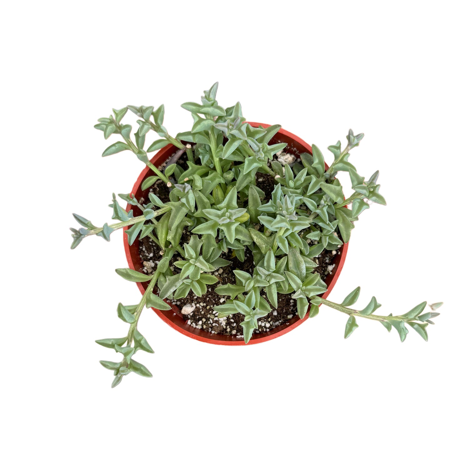 Senecio peregrinus