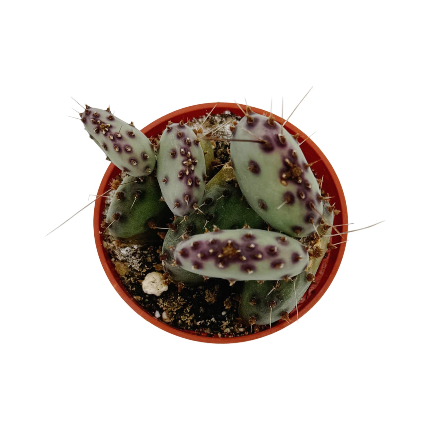 Opuntia macrocentra