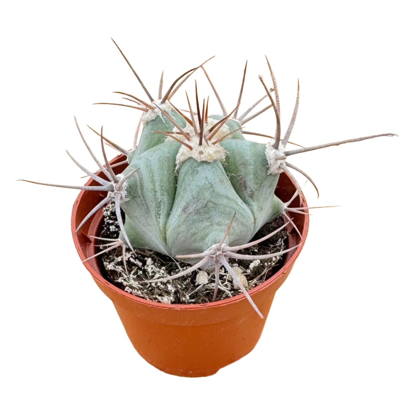 Echinocactus ingens