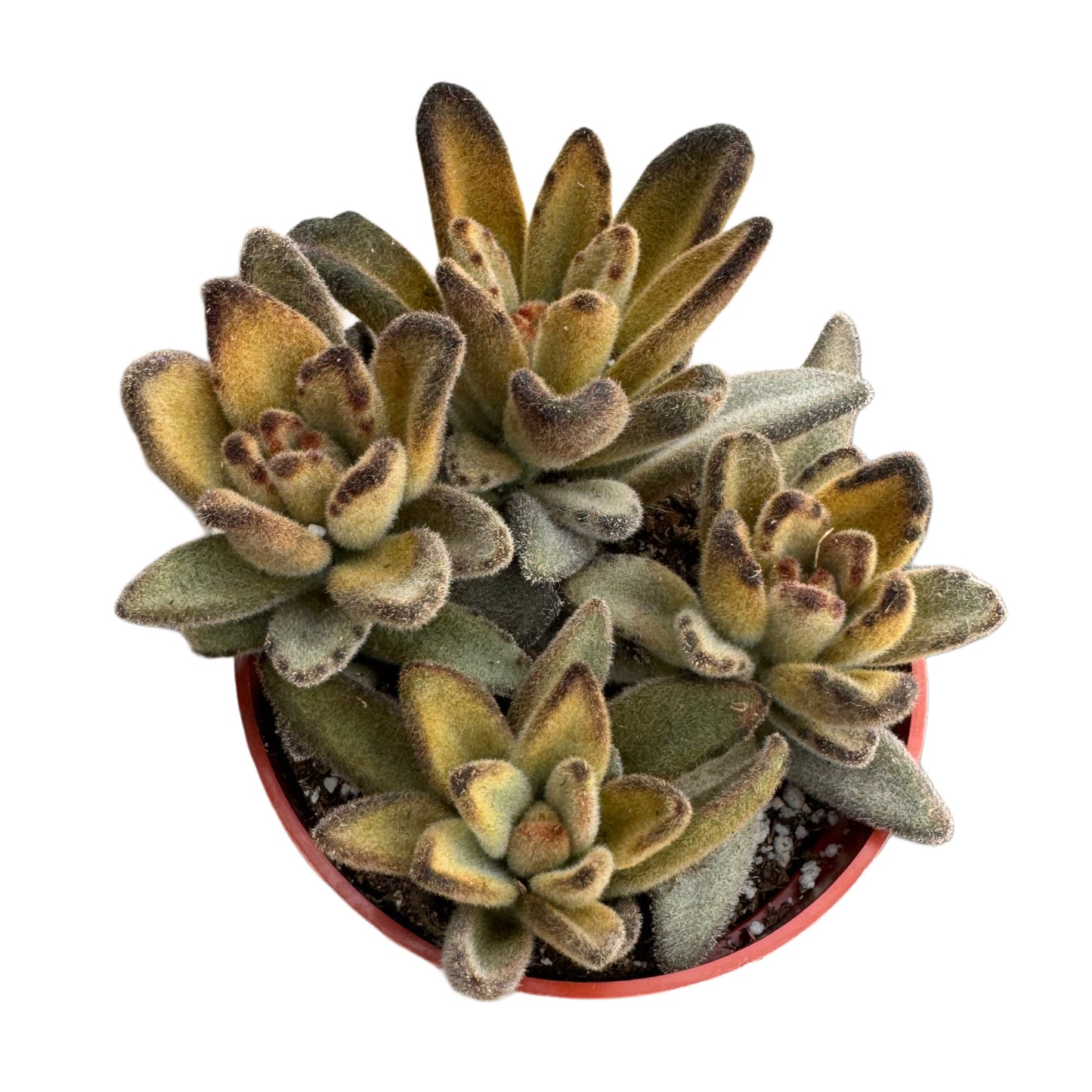Kalanchoe tomentosa 'Chocolate Solider'