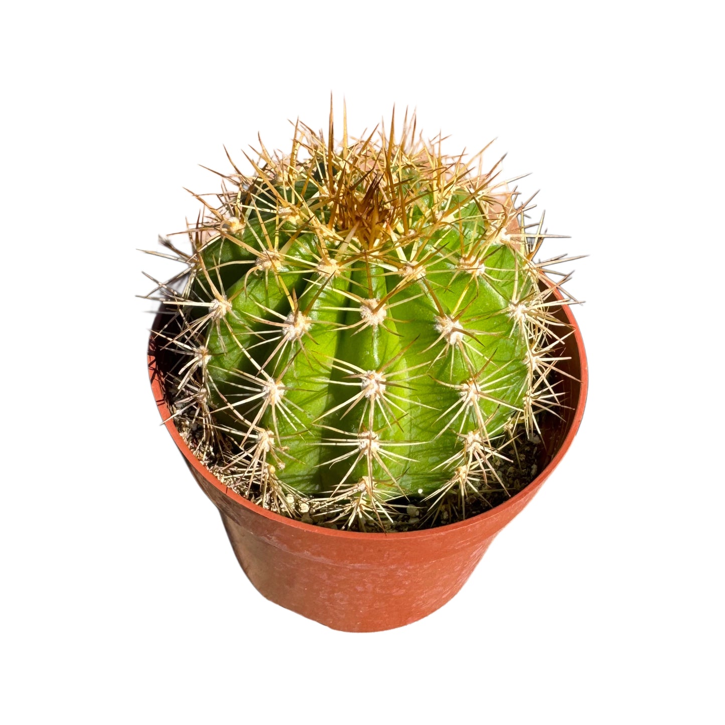 Trichocereus grandifloris