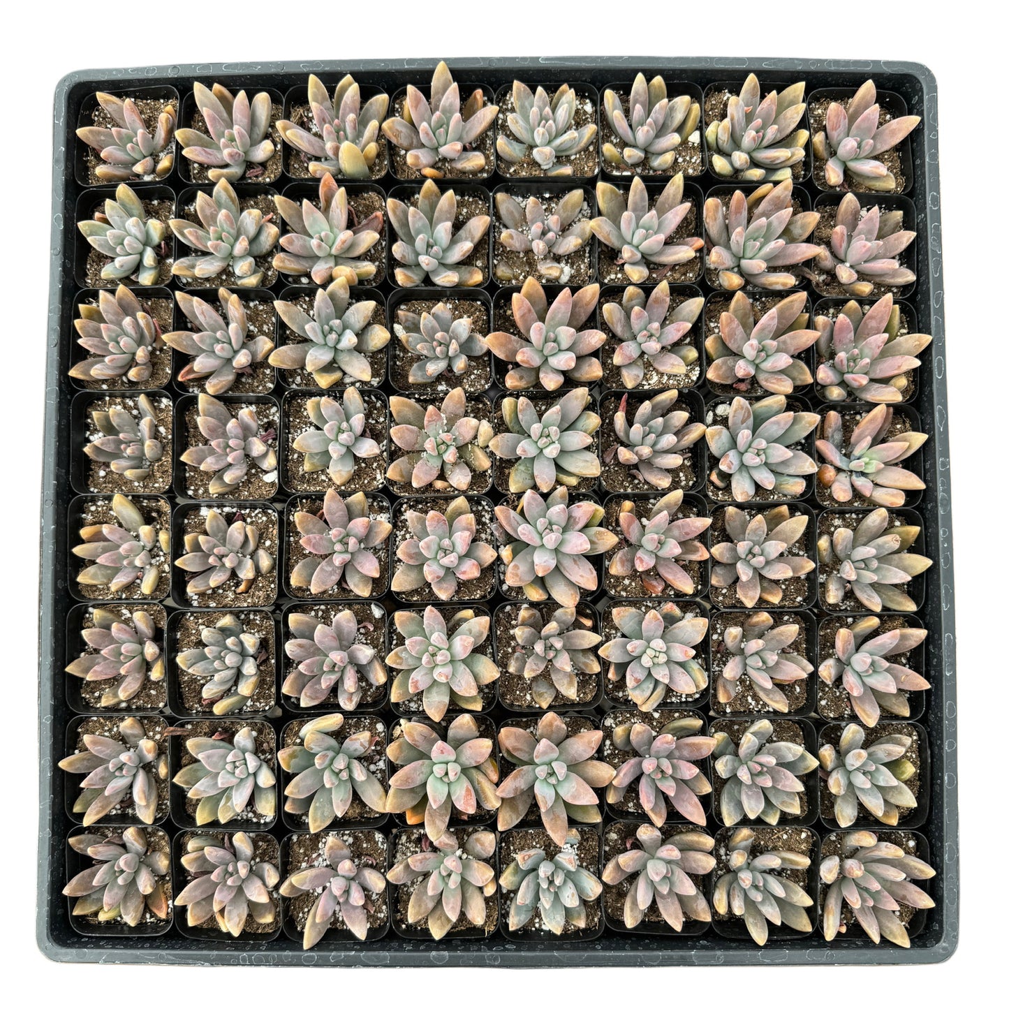 Pachyvervia 'Blue Pearl'
