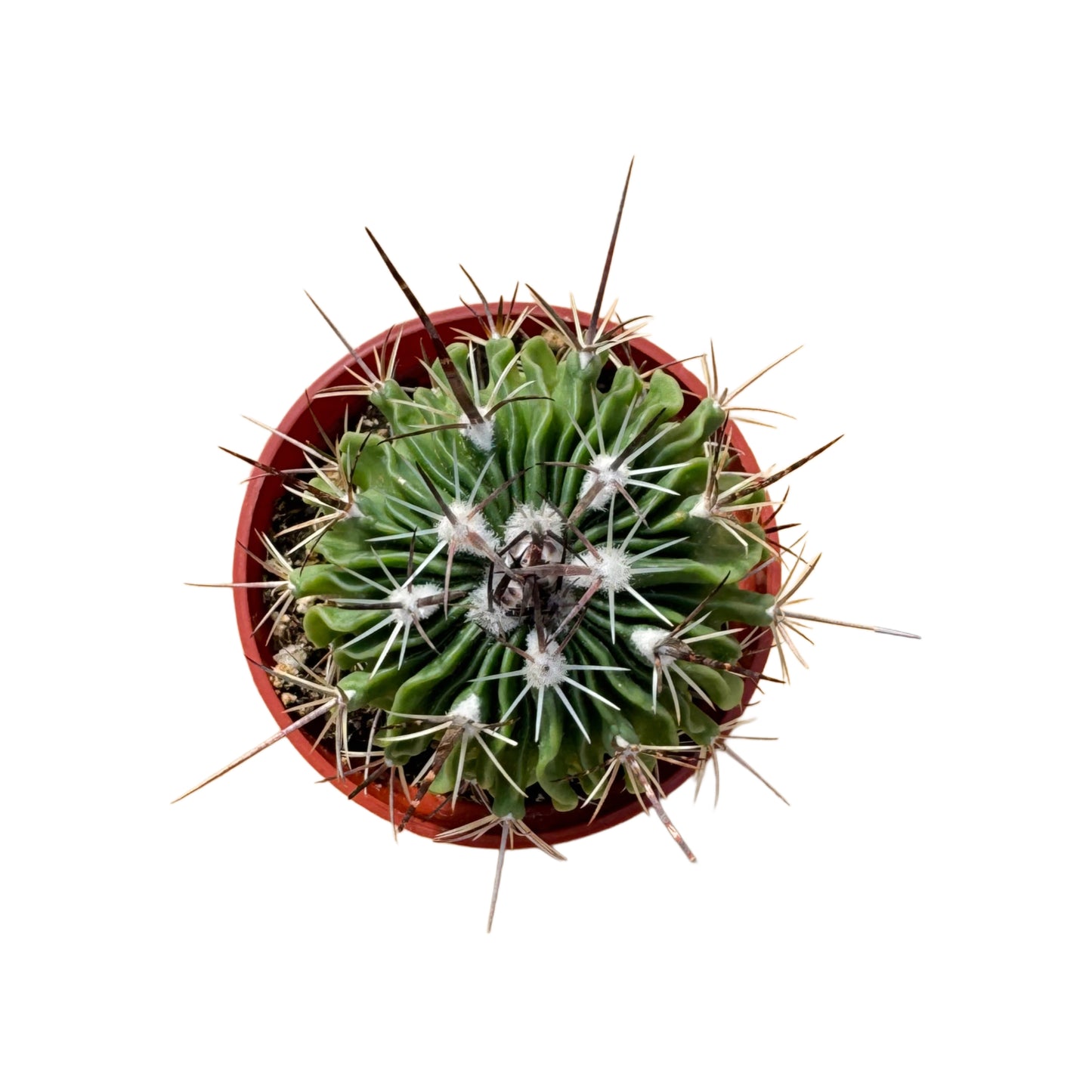 Stenocactus multicostatus