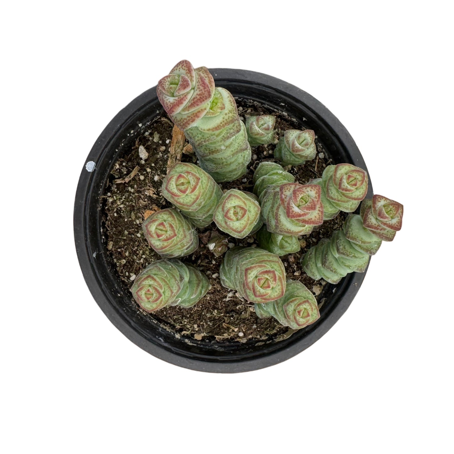 Crassula 'Baby's Necklace'