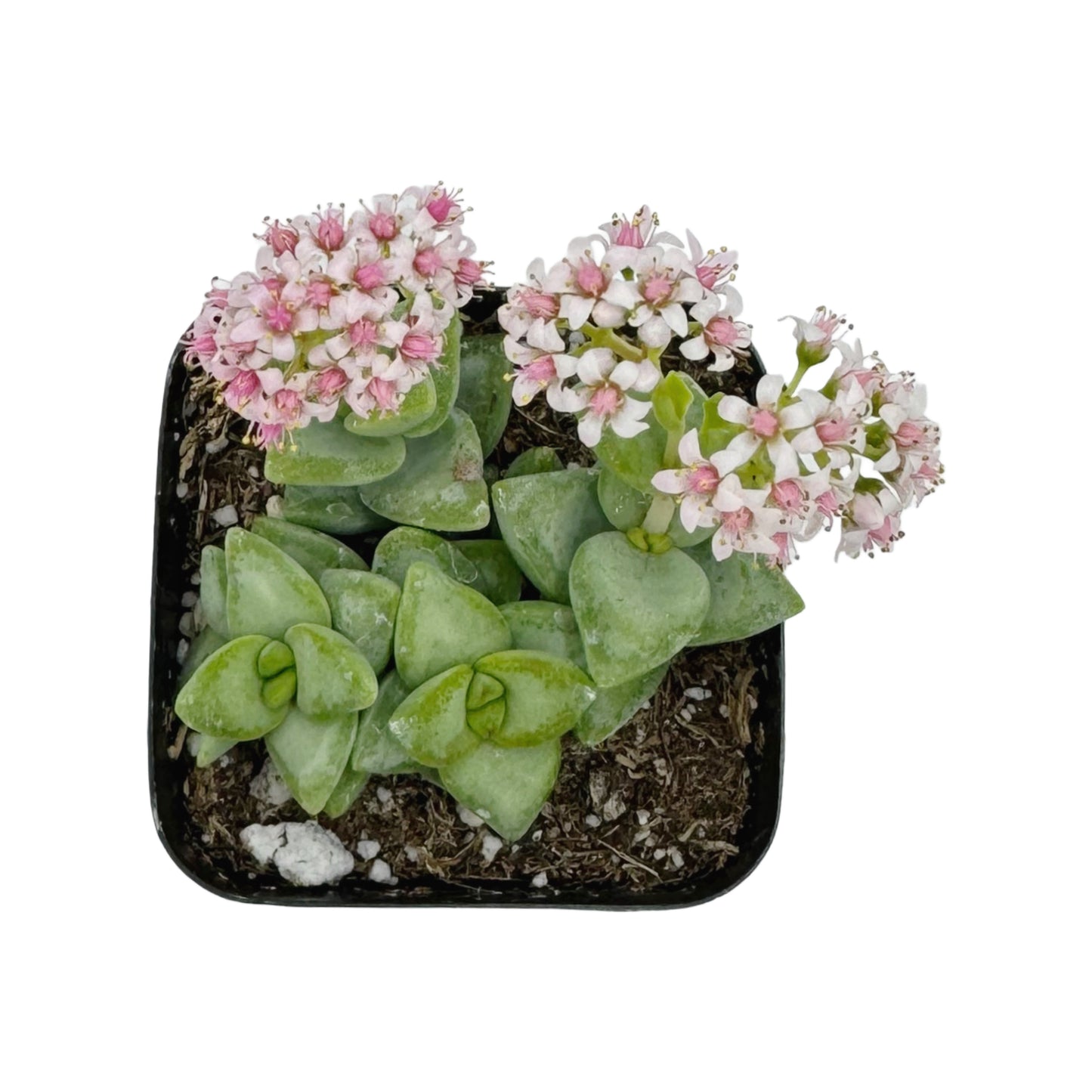Crassula rupestris