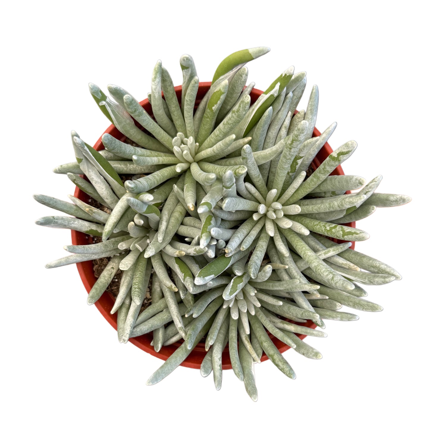 Senecio scaposus