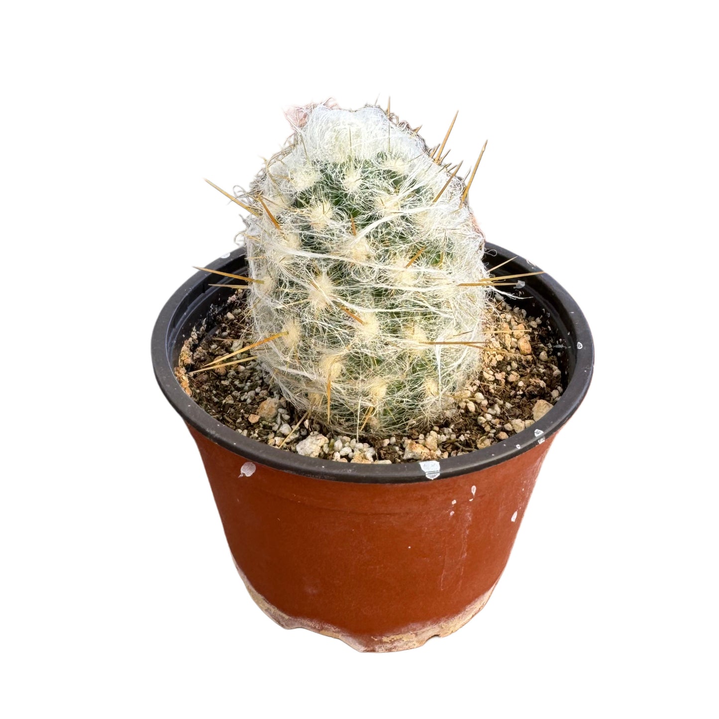Espostoa melanostele