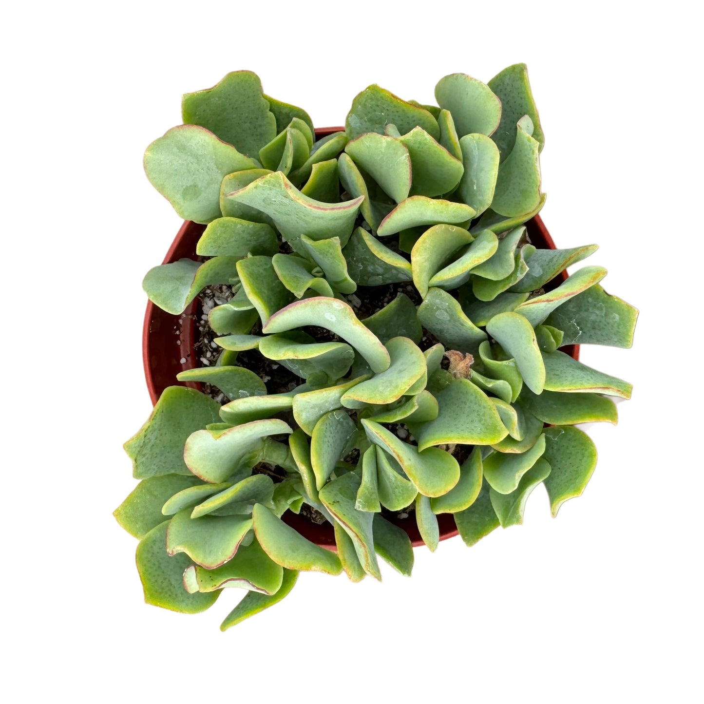 Crassula undulatifolia