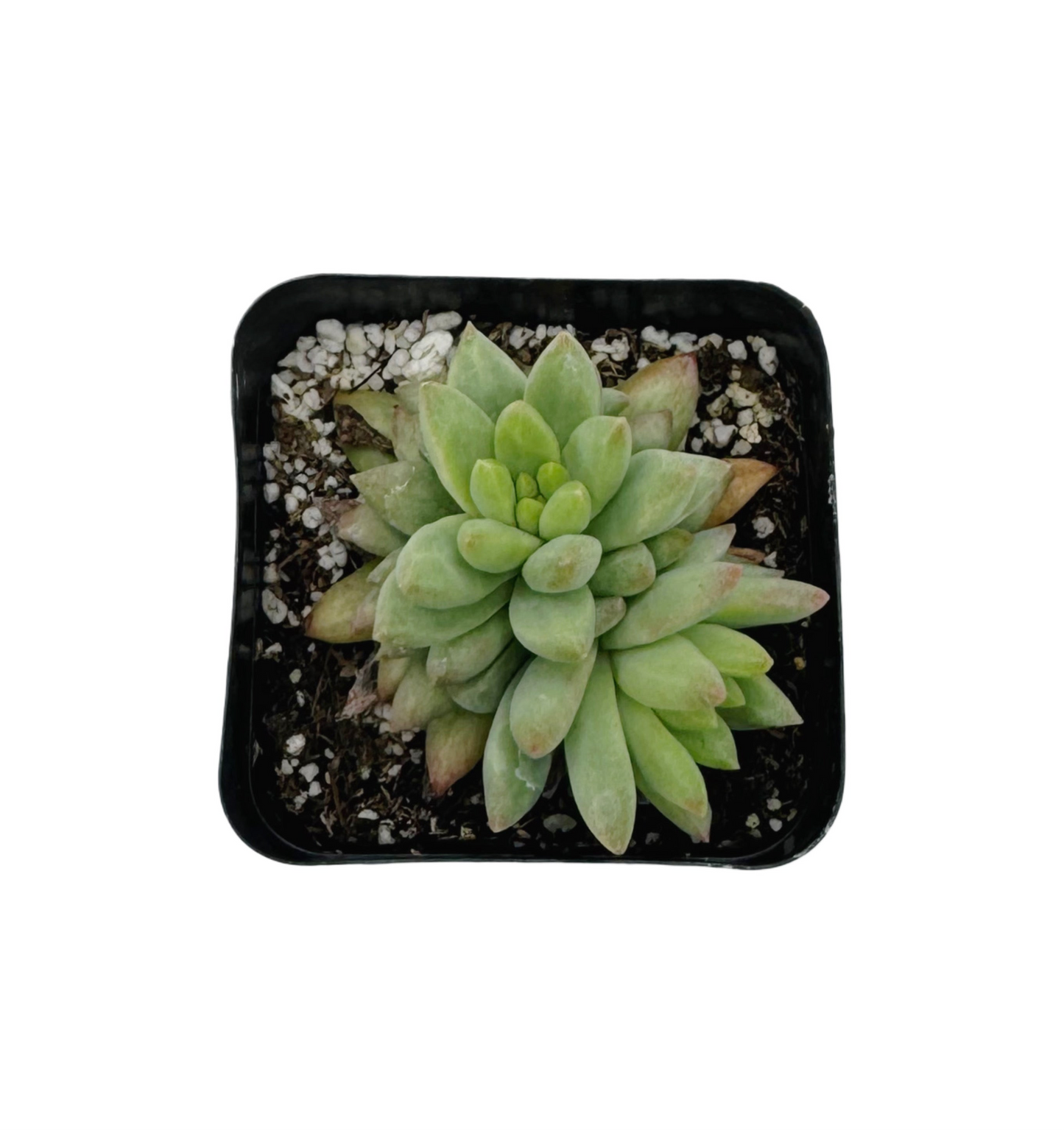 Sedeveria 'Harry Butterfield'