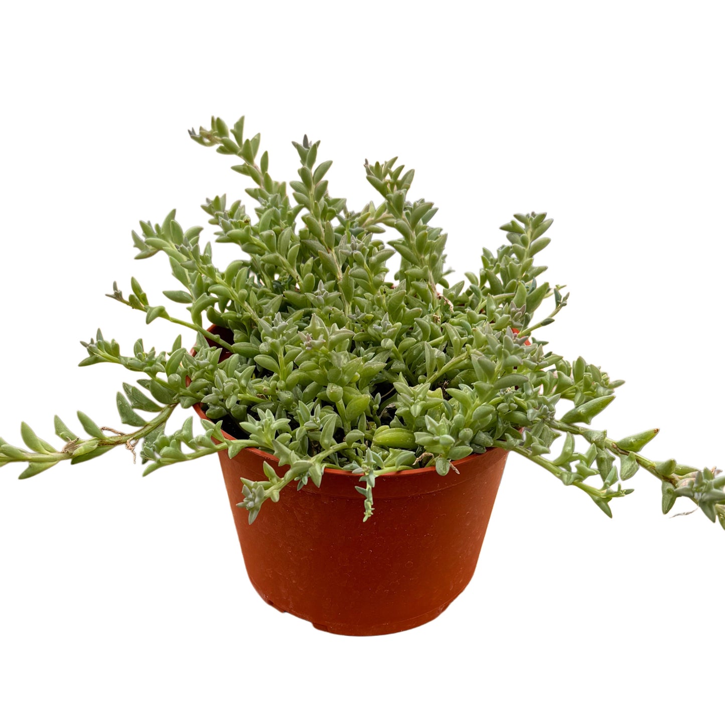 Senecio peregrinus