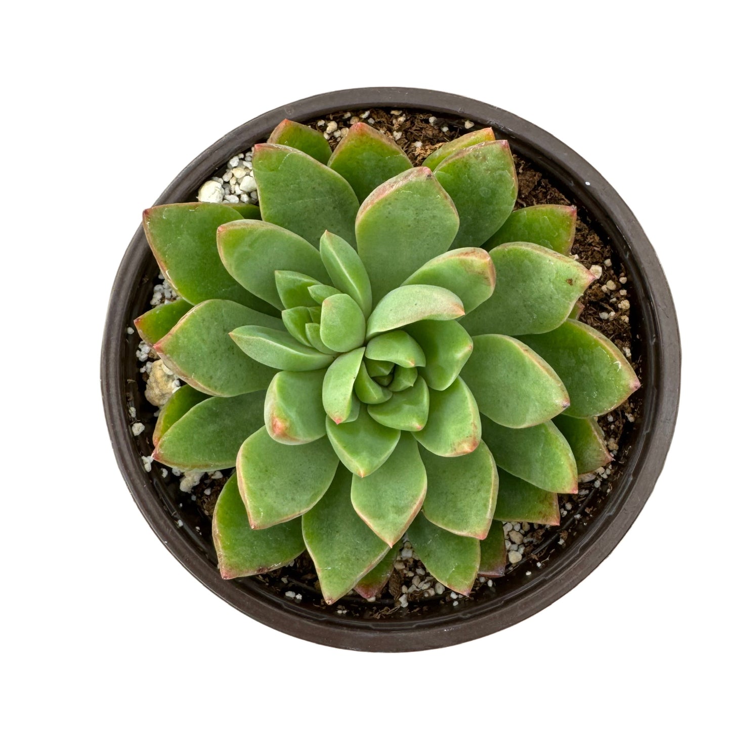 Tacisedum 'Spring Glow'