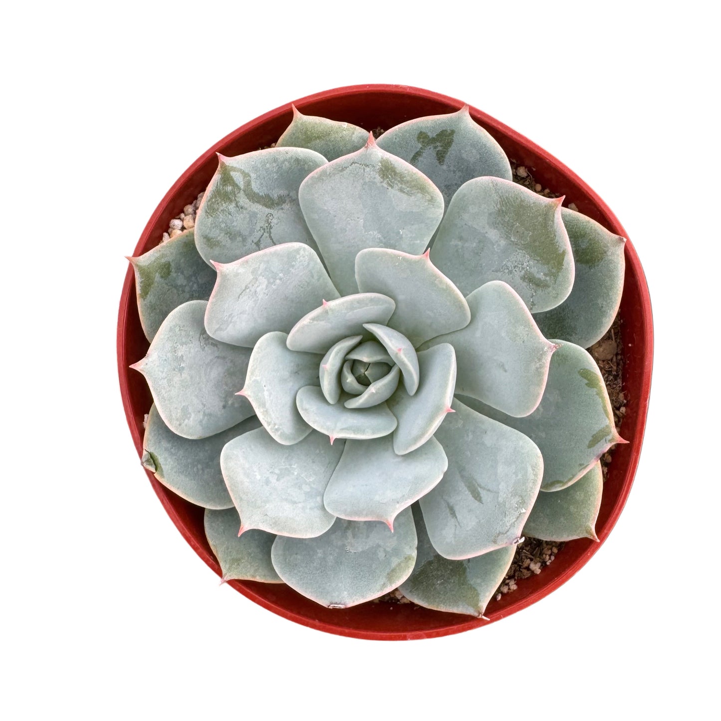 Echeveria subselleis