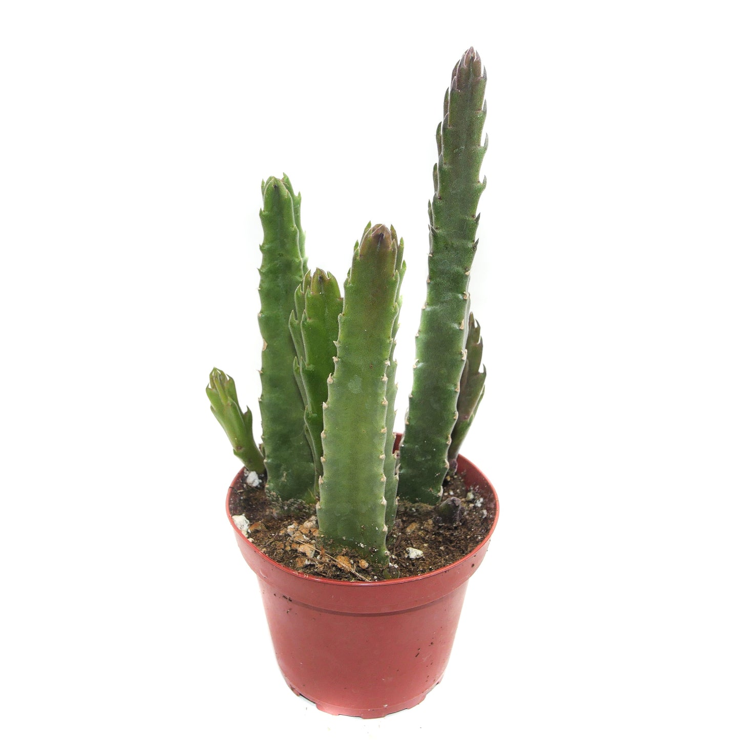 Stapelia grandiflora