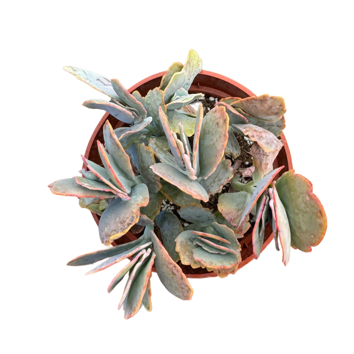 Kalanchoe fedtschenkoi