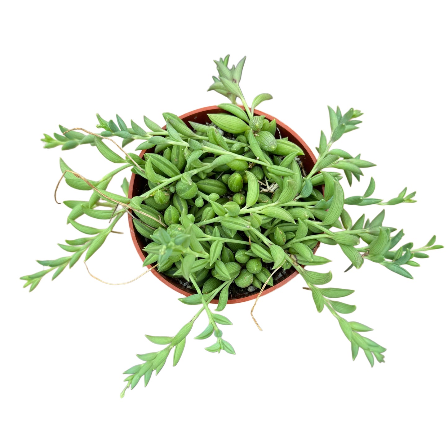 Senecio radicans