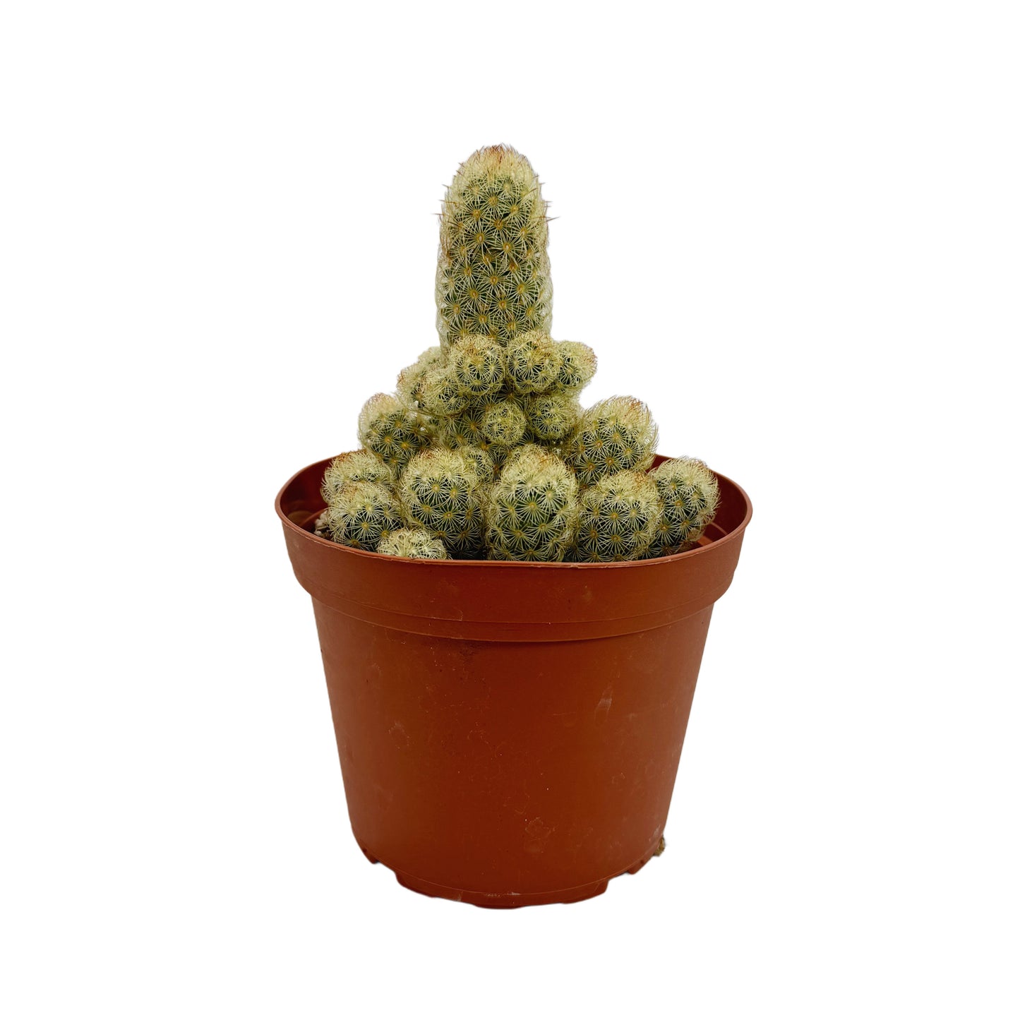 Mammillaria elongata 'Ladyfinger'