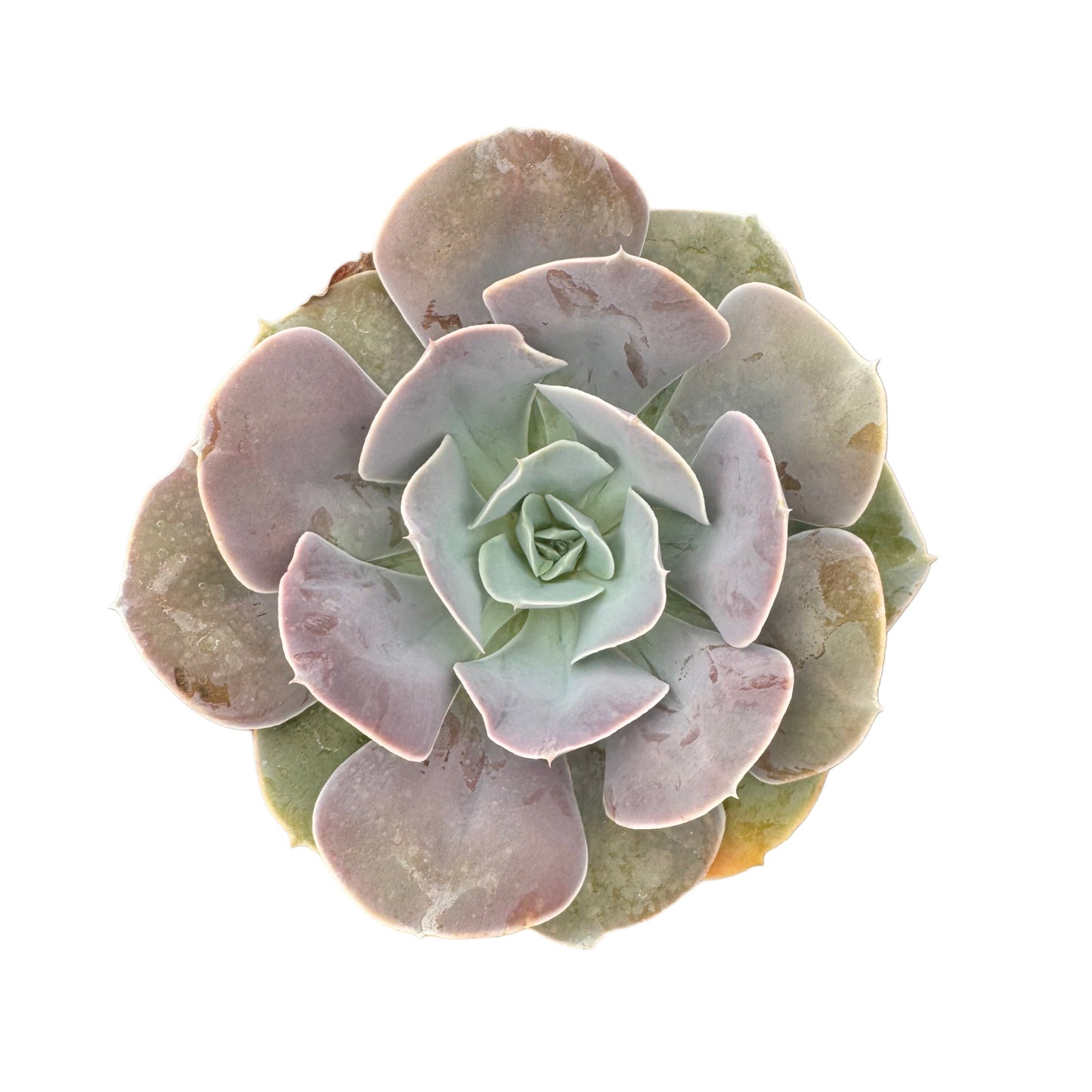 Echeveria 'Cream Puff'