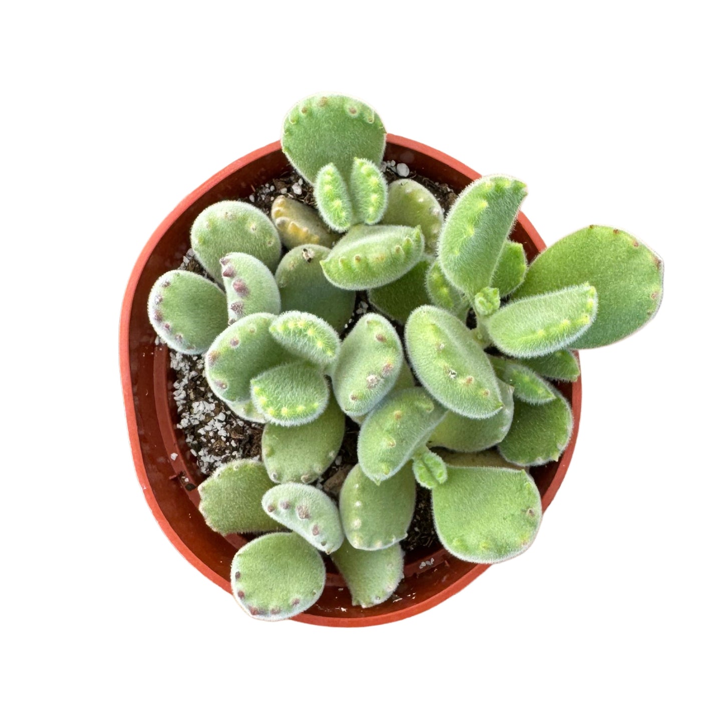 Cotyledon tomentosa