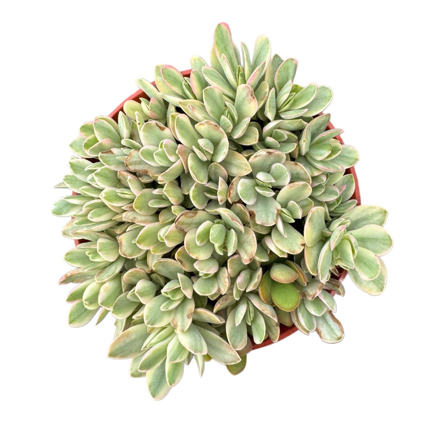 Crassula swaziensis variegata 'Money Maker'