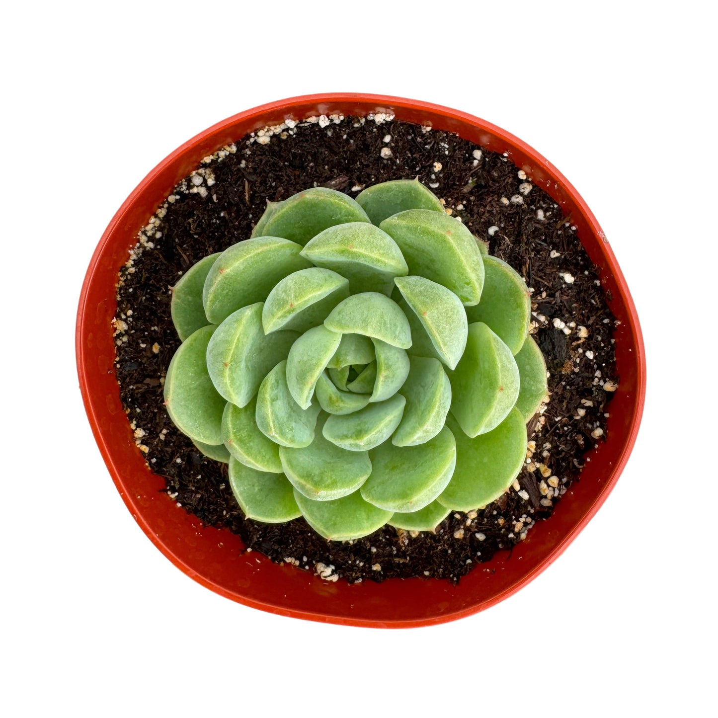 Echeveria 'Lime'n'Chile'