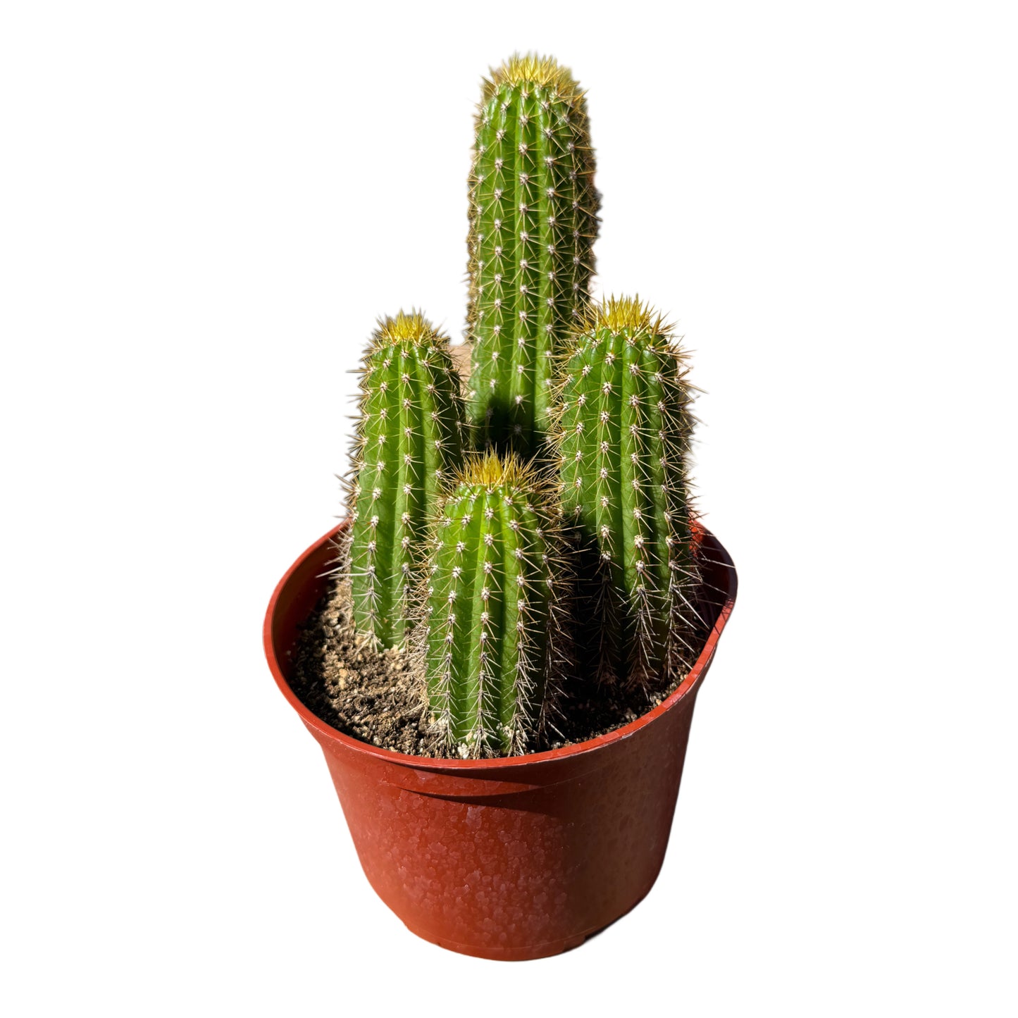 Trichocereus spachianus