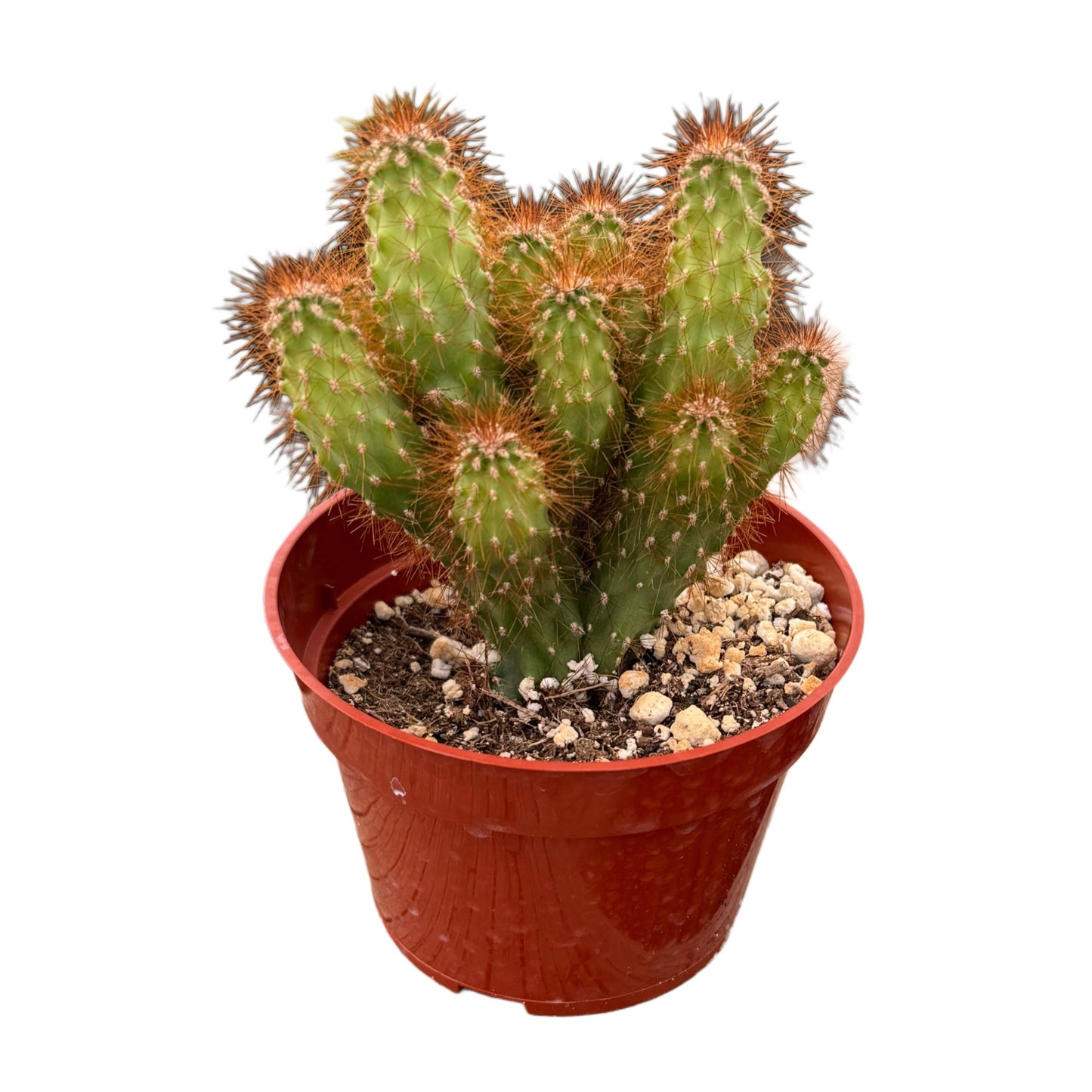 Cereus repandus peruvianus monstrose