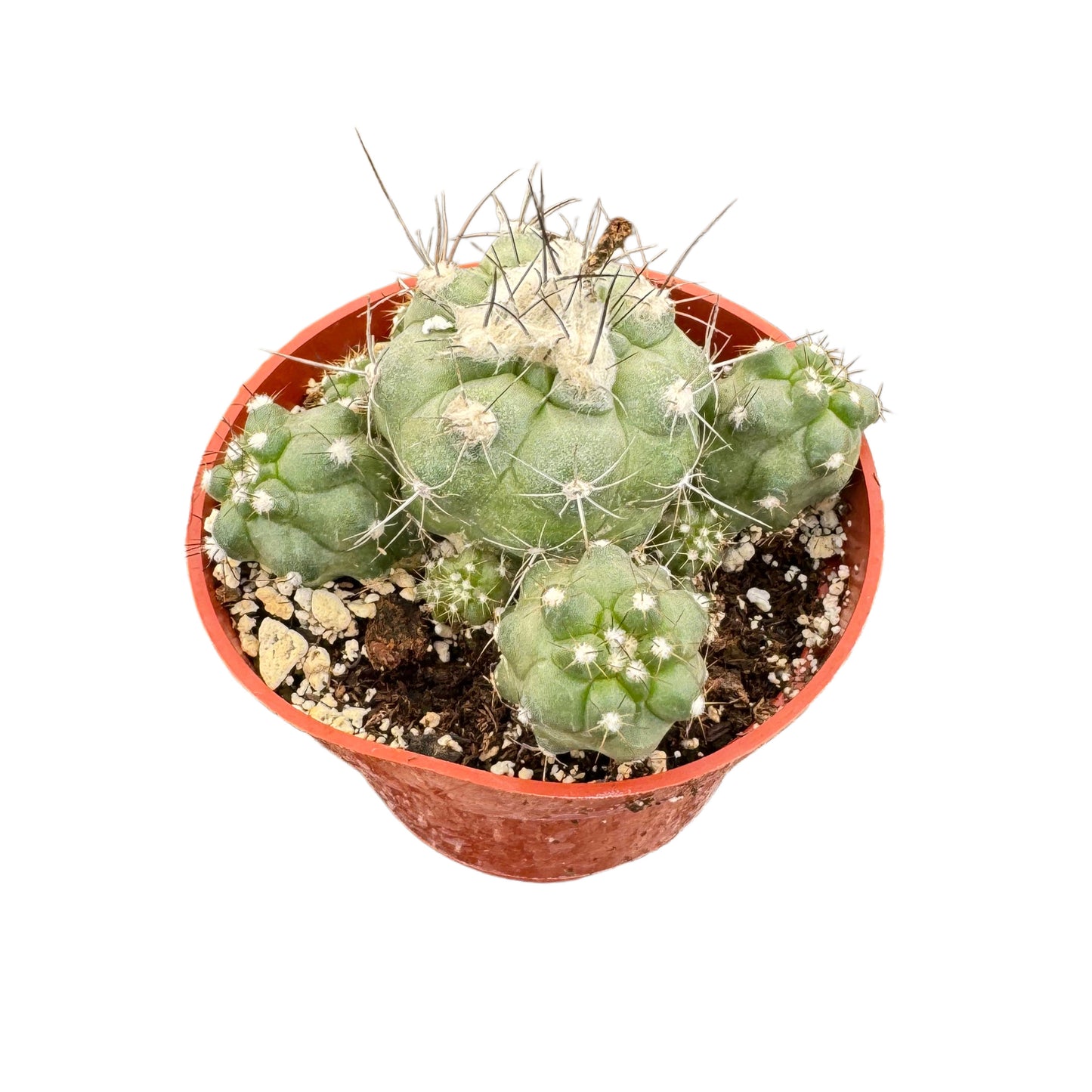 Copiapoa humilis