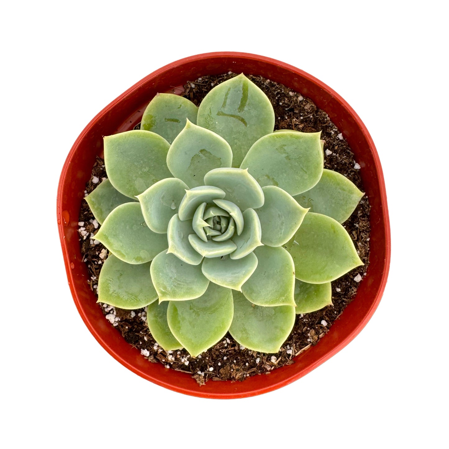 Echeveria 'Blue Atoll'