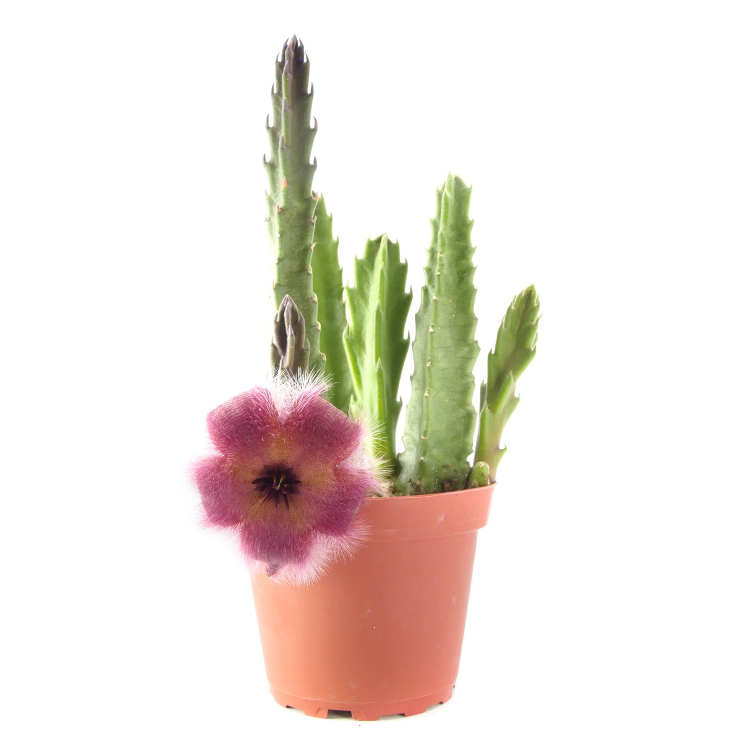 Stapelia grandiflora