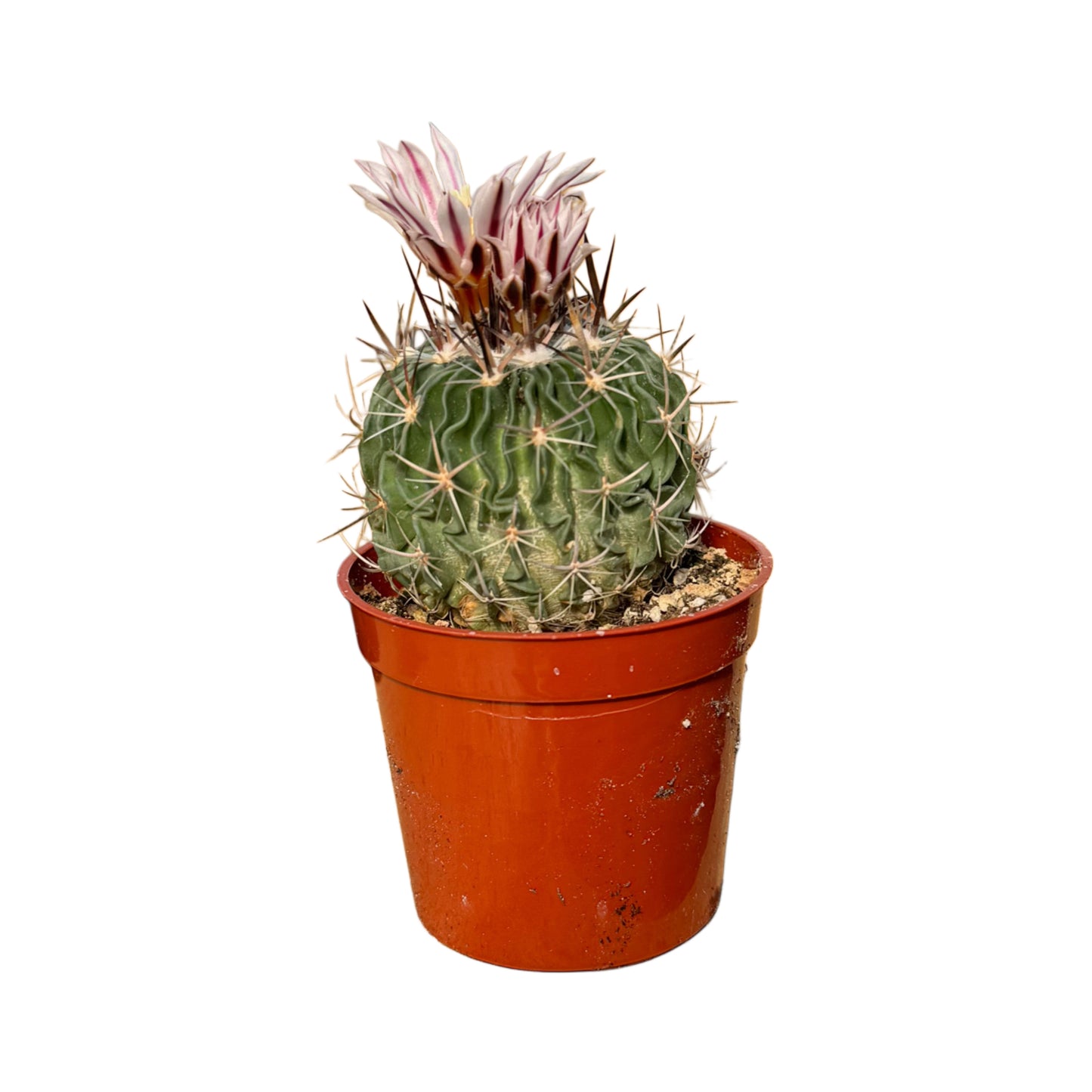 Stenocactus multicostatus