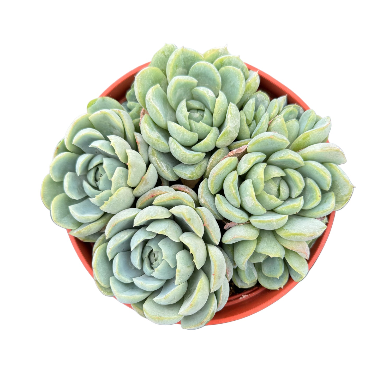 Echeveria 'Arctic Ice'