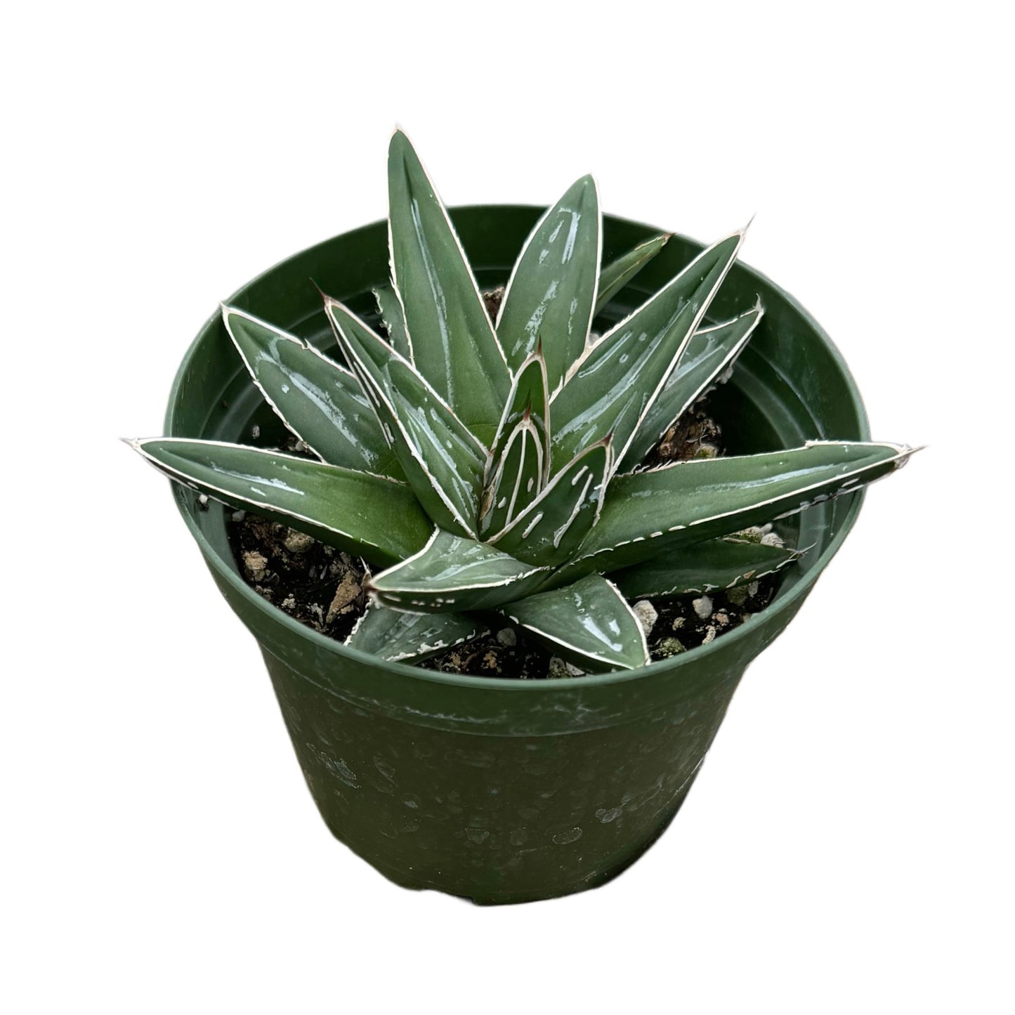 Agave victoriae-reginae