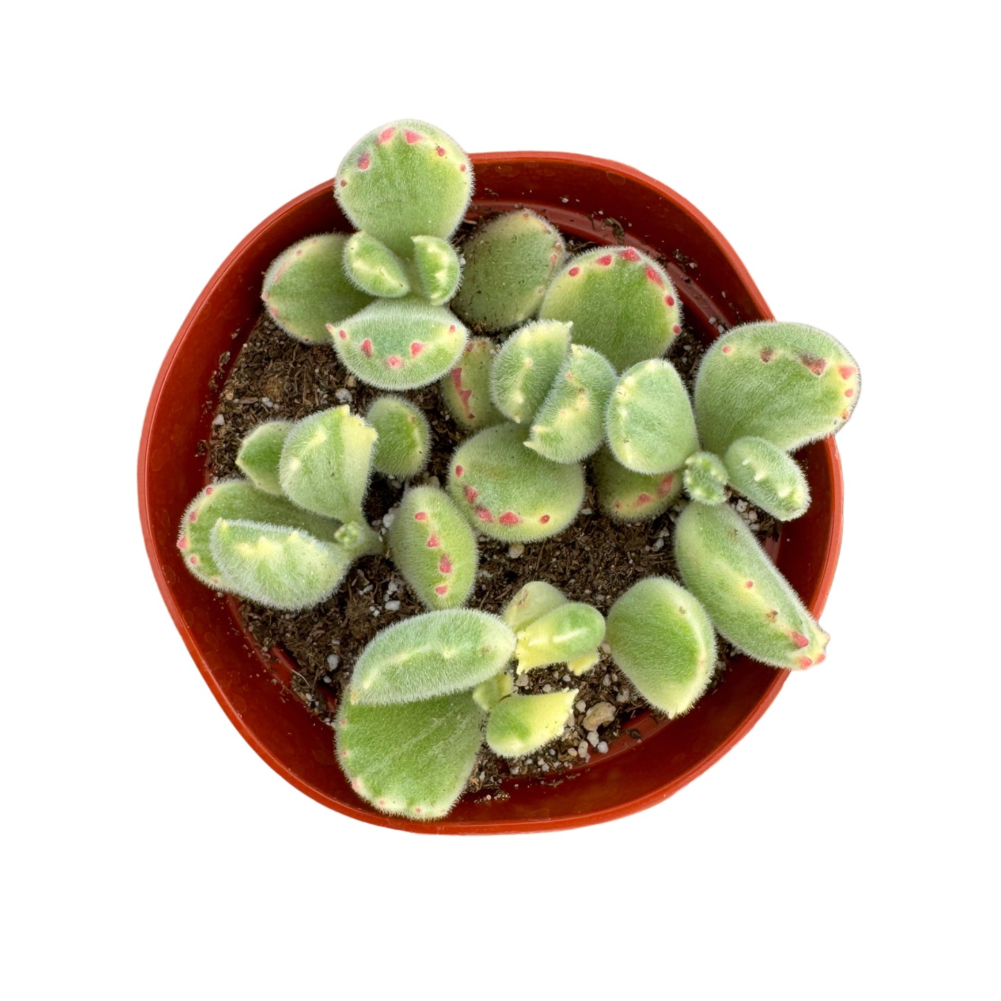 Cotyledon tomentosa variegata