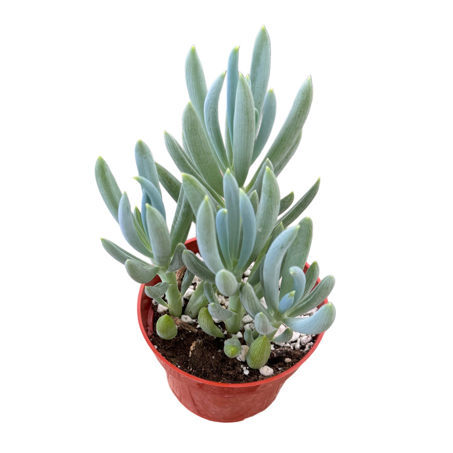 Senecio serpens