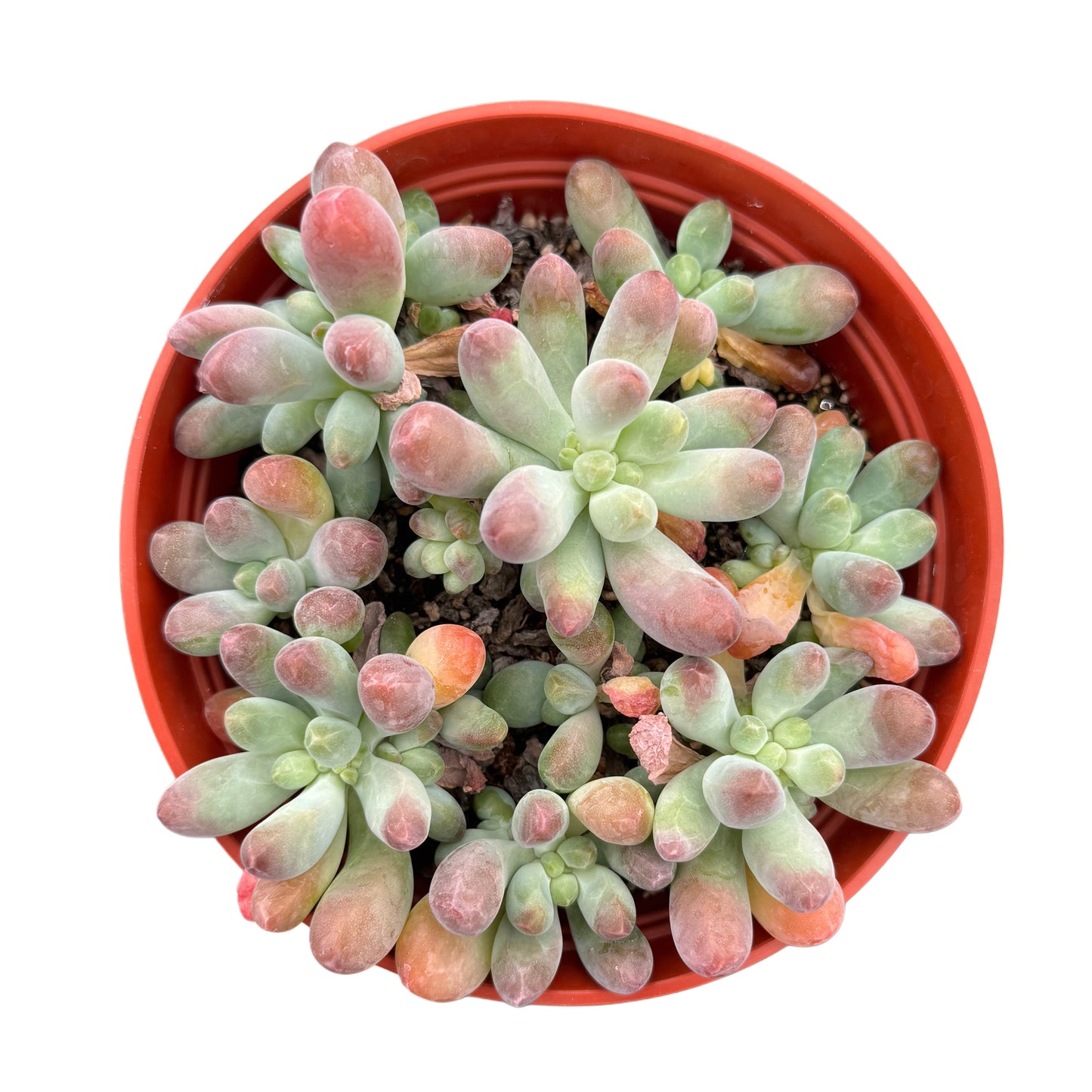 Sedum pachyphyllum