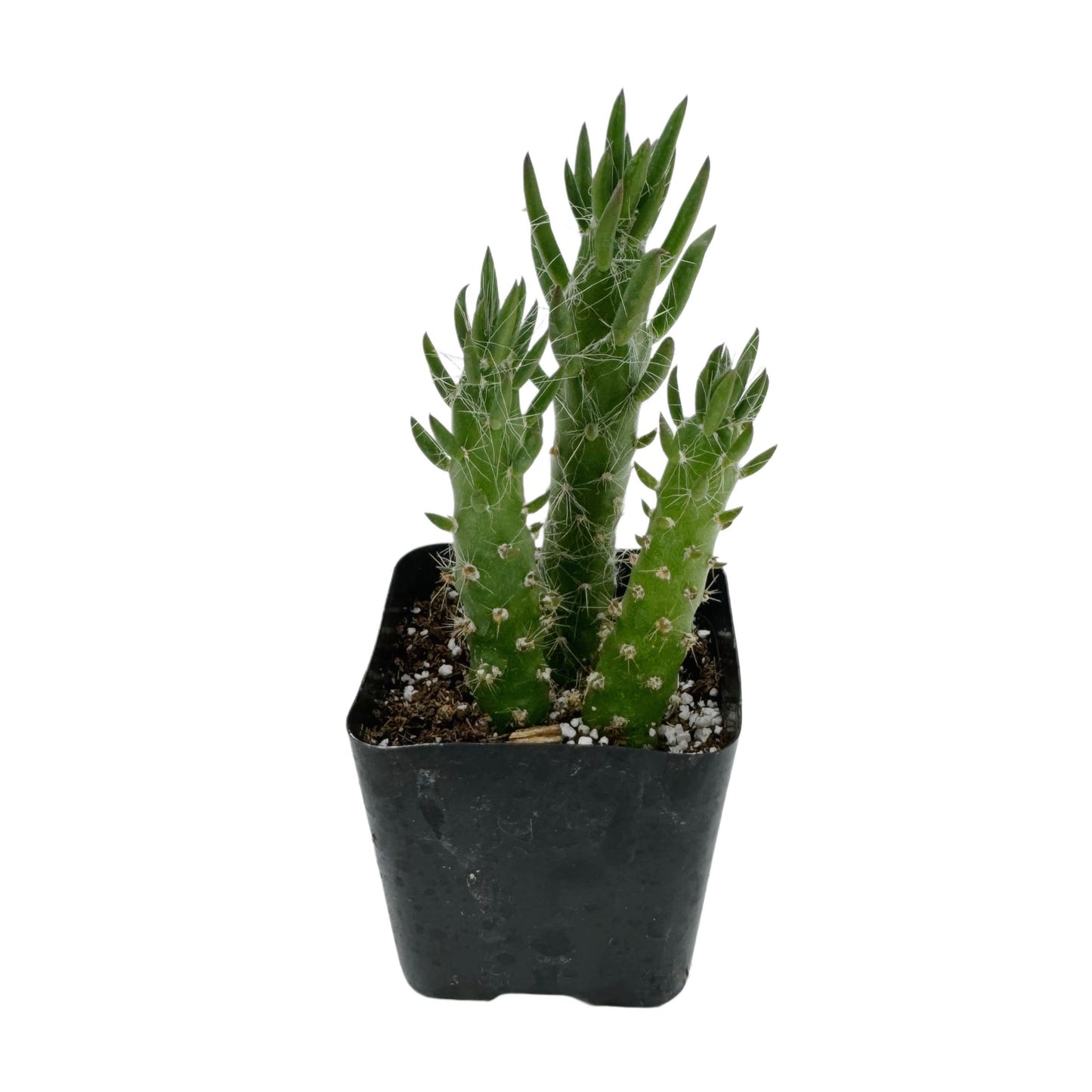 Austrocylindropuntia cylindrica