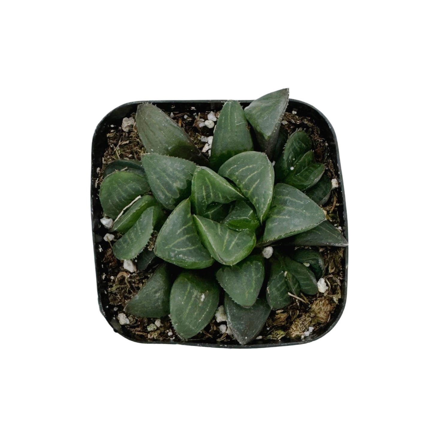 Haworthia retusa