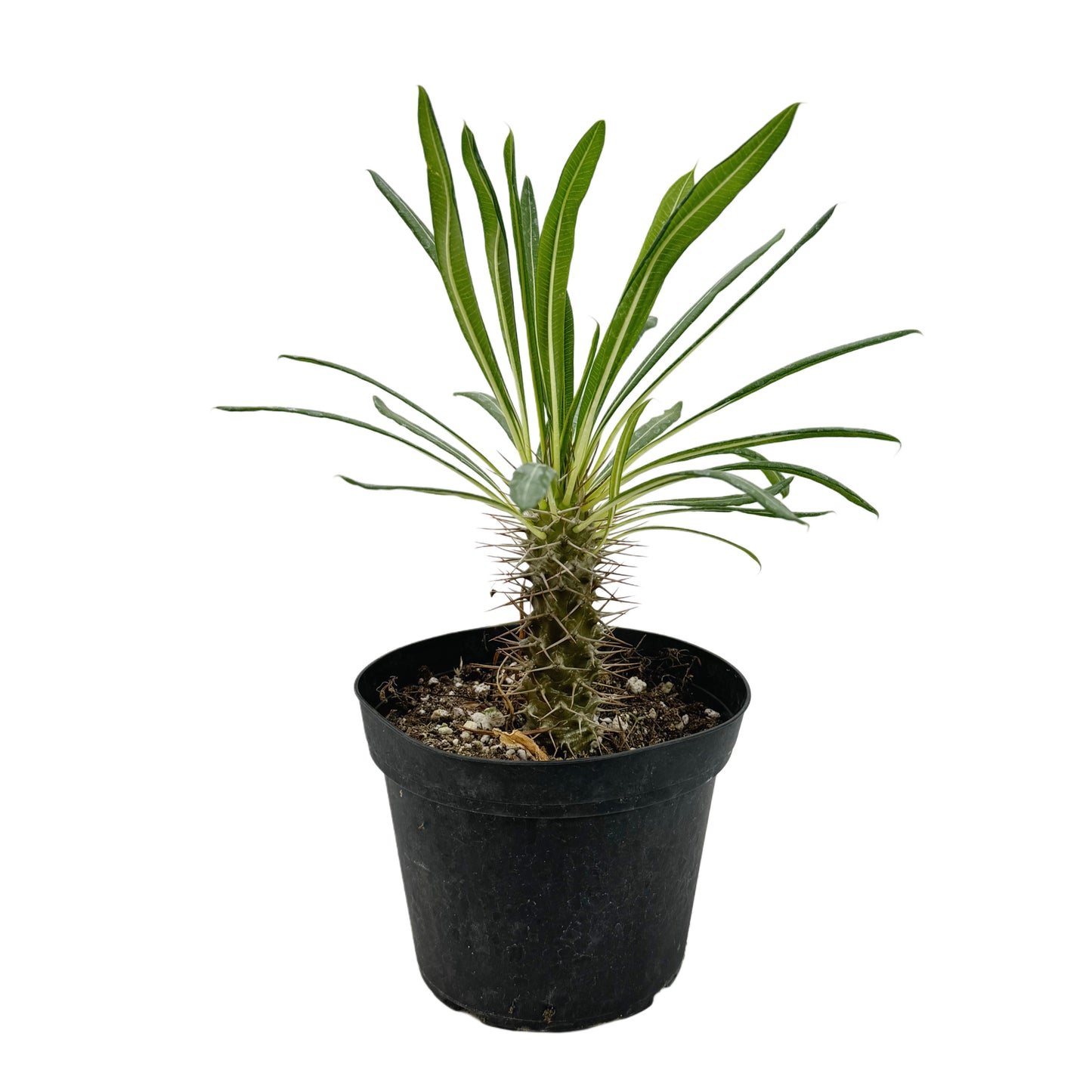 Pachypodium lamerei